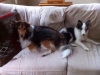 couch-potatoes